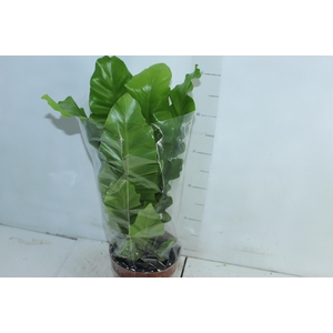 ASPLENIUM NIDUS P17