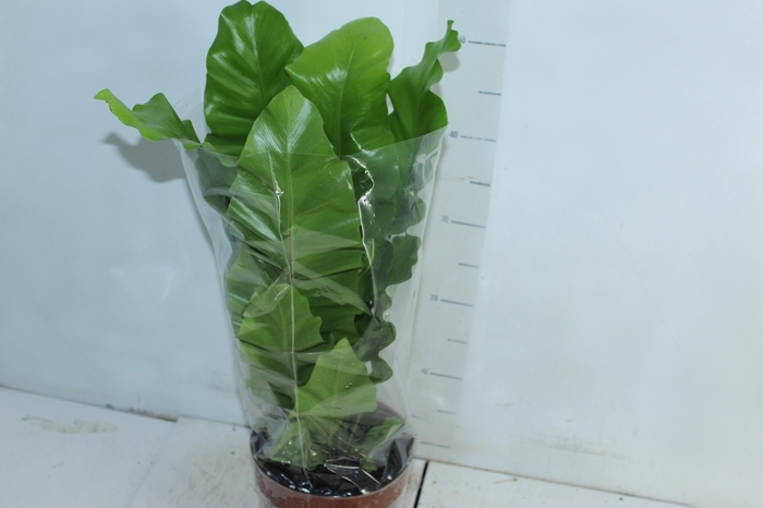 <h4>ASPLENIUM NIDUS P17</h4>