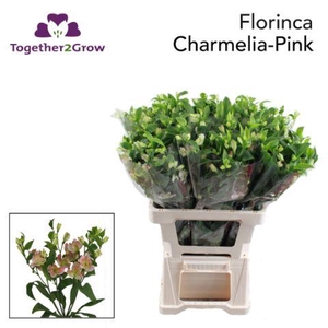 ALST FL CHARMELIA PINK .