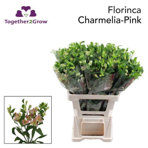 <h4>ALST FL CHARMELIA PINK .</h4>