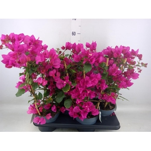 Bougainvillea  'Sanderiana'