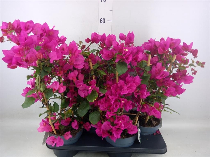 <h4>Bougainvillea  'Sanderiana'</h4>