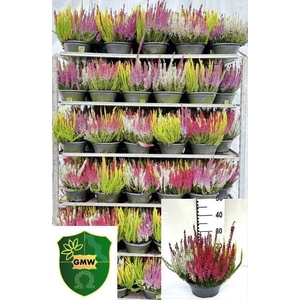 CALLU BL  QUATTRO G