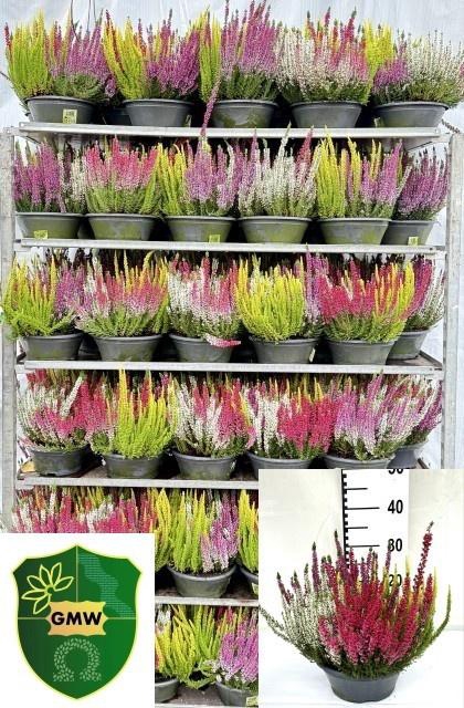<h4>CALLU BL  QUATTRO G</h4>