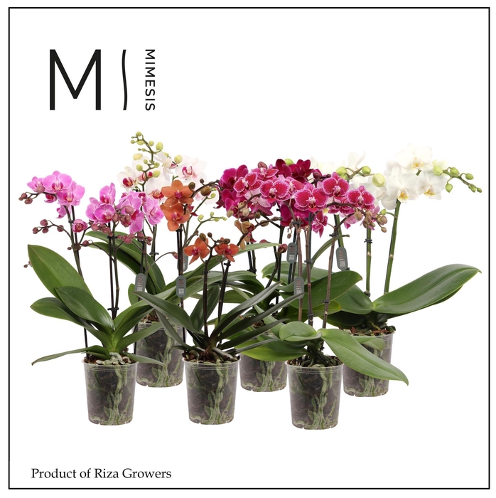 <h4>Phalaenopsis Mix 2 spike - 9cm | Mimesis</h4>