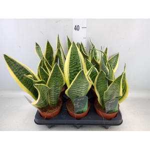 Sansevieria trifa. 'Futura Superba'