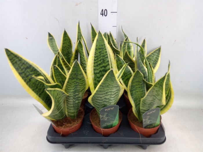 <h4>Sansevieria trifa. 'Futura Superba'</h4>