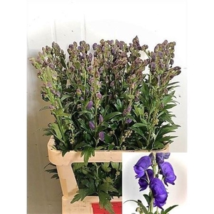 Aconitum Car Arendsii