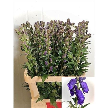 <h4>Aconitum Car Arendsii</h4>