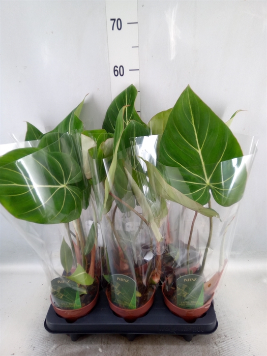 <h4>Philodendron gloriosum</h4>