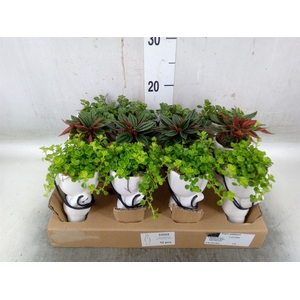 Arr.   Kamerplant Groen L%