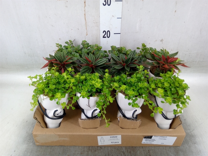 <h4>Arr.   Kamerplant Groen L%</h4>