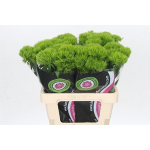 DIANTHUS BARB. 'KIWI MELLOW'