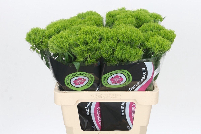 <h4>DIANTHUS BARB. 'KIWI MELLOW'</h4>