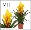 Vriesea Intenso Yellow