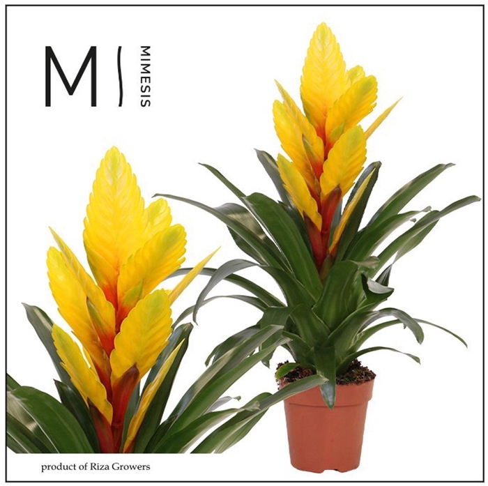 Vriesea Intenso Yellow