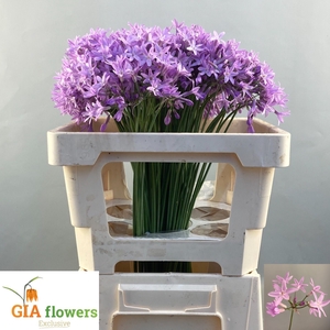 ALLIUM OV