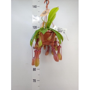 Nepenthes alata