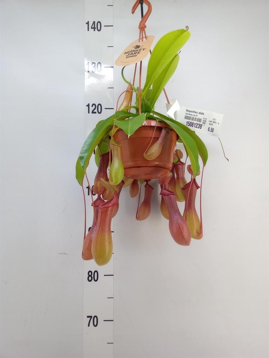 <h4>Nepenthes alata</h4>
