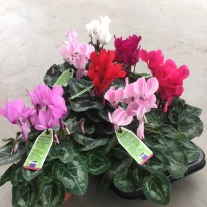 Cyclamen midi SS Allure 10,5Ø 27cm