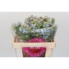 Oxypetalum Tweedia Blue
