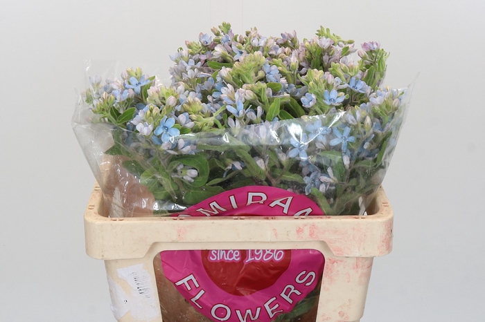 <h4>Oxypetalum Tweedia Blue</h4>