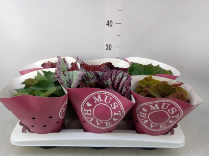 <h4>Begonia BD 'Beleaf'   ...mix</h4>
