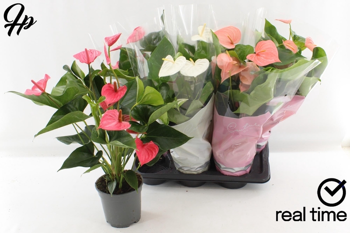 <h4>ANTHU AN GEM 4 KL</h4>