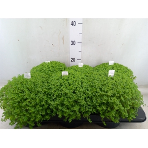 Soleirolia soleirolii   ...green