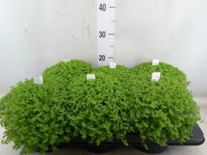 <h4>Soleirolia soleirolii   ...green</h4>