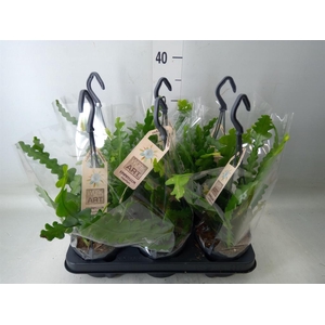 Epiphyllum anguliger