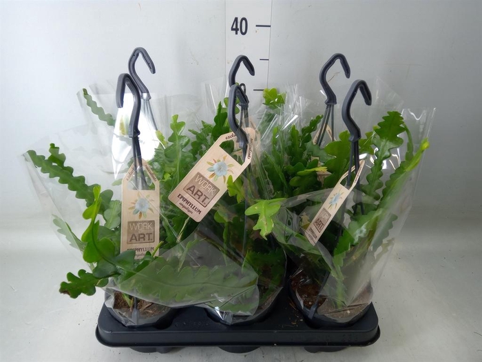 <h4>Epiphyllum anguliger</h4>