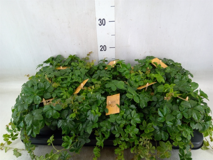 <h4>Parthenocissus  'Sugar Vine'</h4>