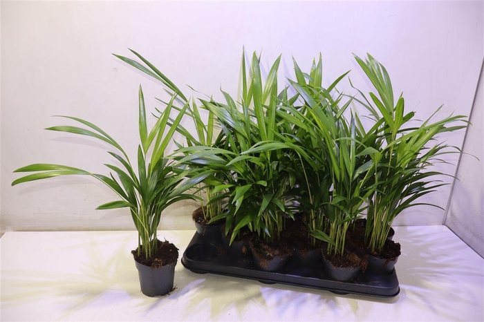 <h4>Dypsis Lutescens</h4>