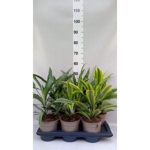 Dracaena   ...mix