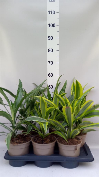 <h4>Dracaena   ...mix</h4>