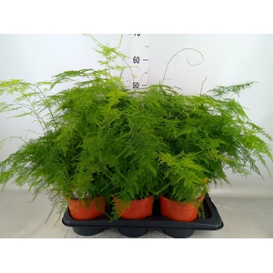 Asparagus setaceus