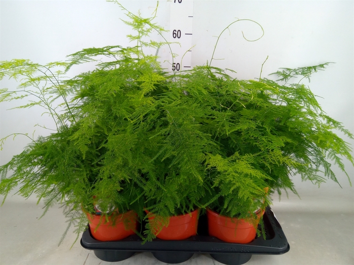 <h4>Asparagus setaceus</h4>