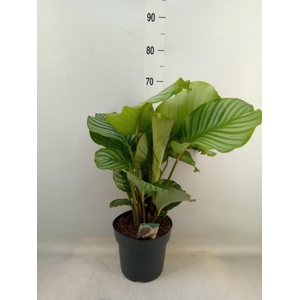 Calathea orbifolia