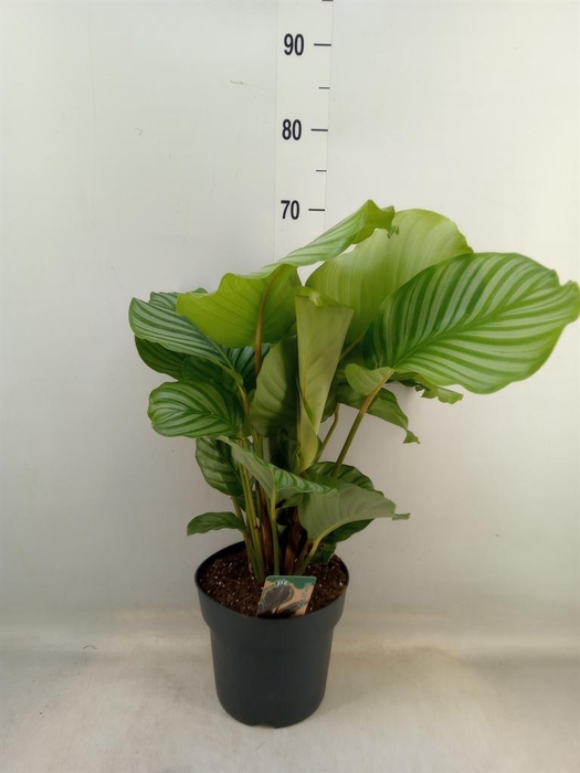 <h4>Calathea orbifolia</h4>
