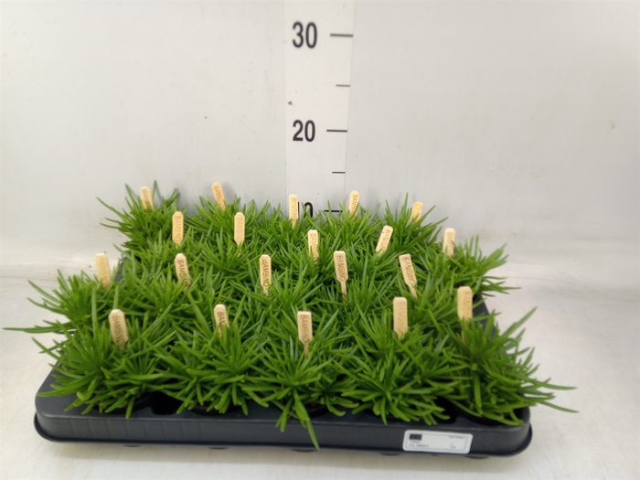 <h4>Senecio archeri 'Himalaya'</h4>