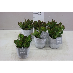 Crassula Ovata White Wash Keramiek