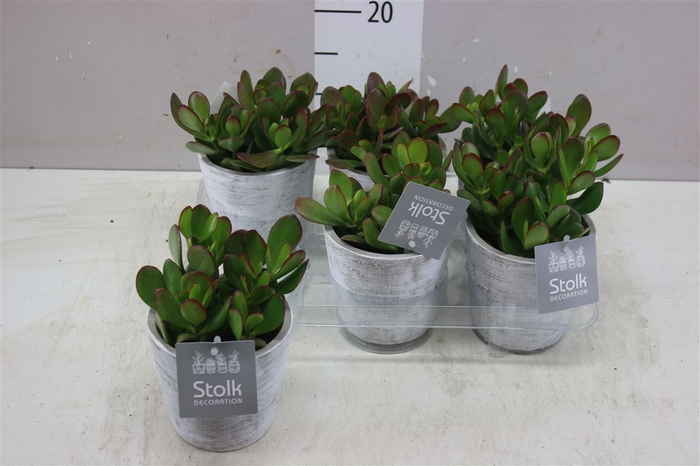 <h4>Crassula Ovata White Wash Keramiek</h4>
