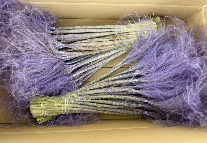 <h4>DF Stypha 60cm Bs Milka</h4>