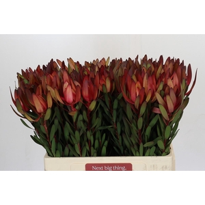 Leucadendron Safari Sunset