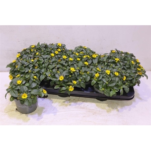 arr8 Sanv Yellow Beauty