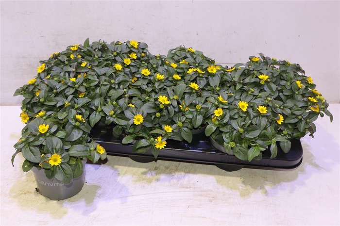 <h4>arr8 Sanv Yellow Beauty</h4>