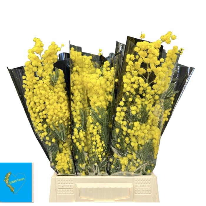 <h4>ACACIA BAILEYA BL BS</h4>