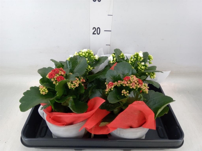 <h4>Arr.    Planten  L%</h4>