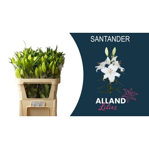 LI OR SANTANDER